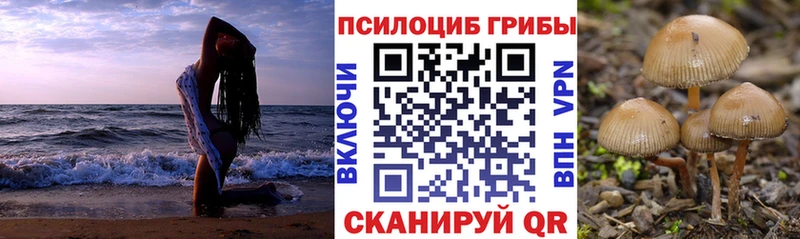 закладки  Ипатово  Псилоцибиновые грибы Cubensis 